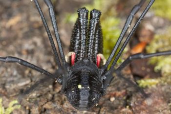 Media type: image; Invertebrate Zoology 29274